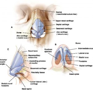 Deviated Nose - 2